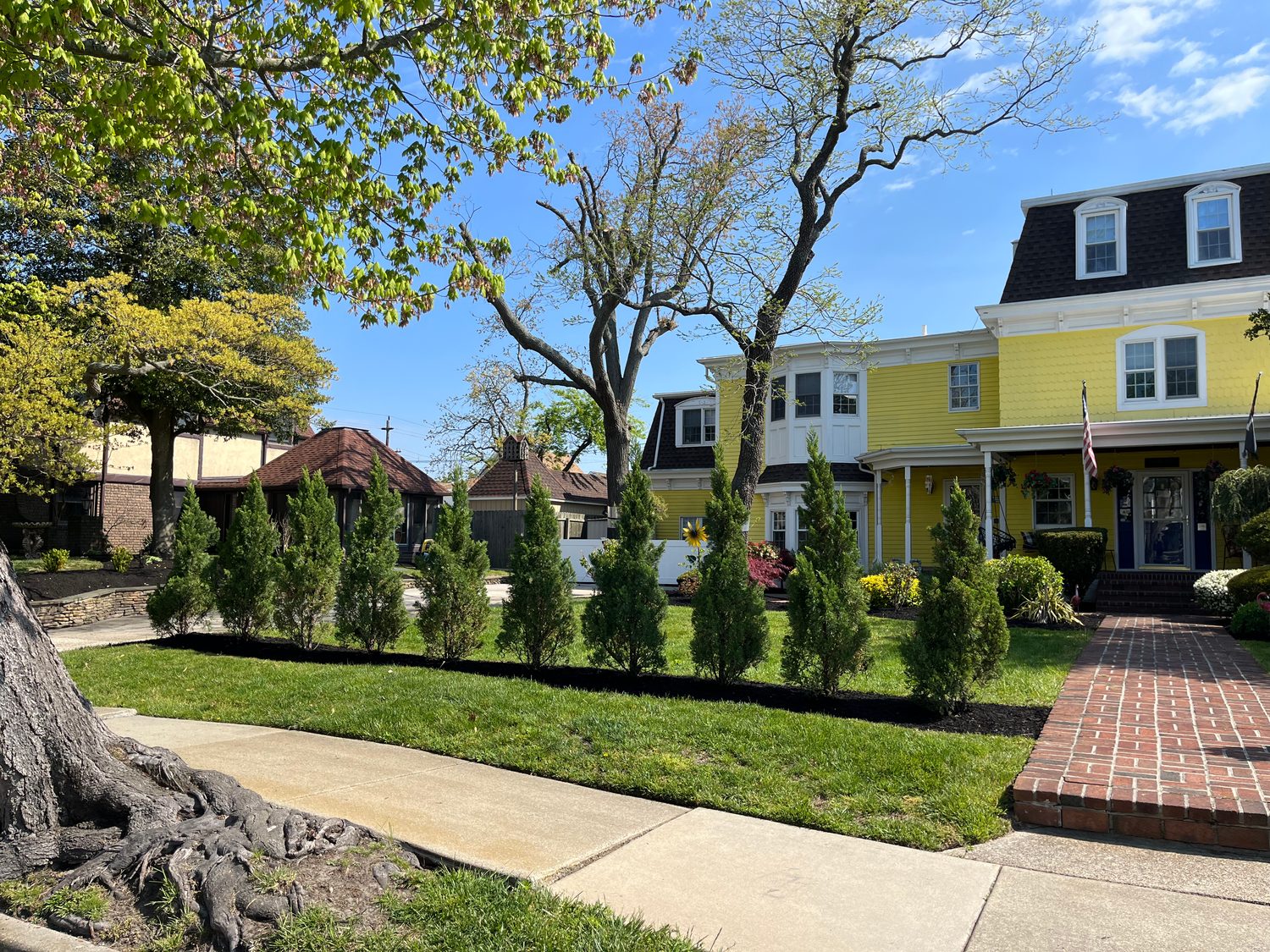 Row of arborvitae lining a brick walkway with fresh mulch beds at a yellow shore home