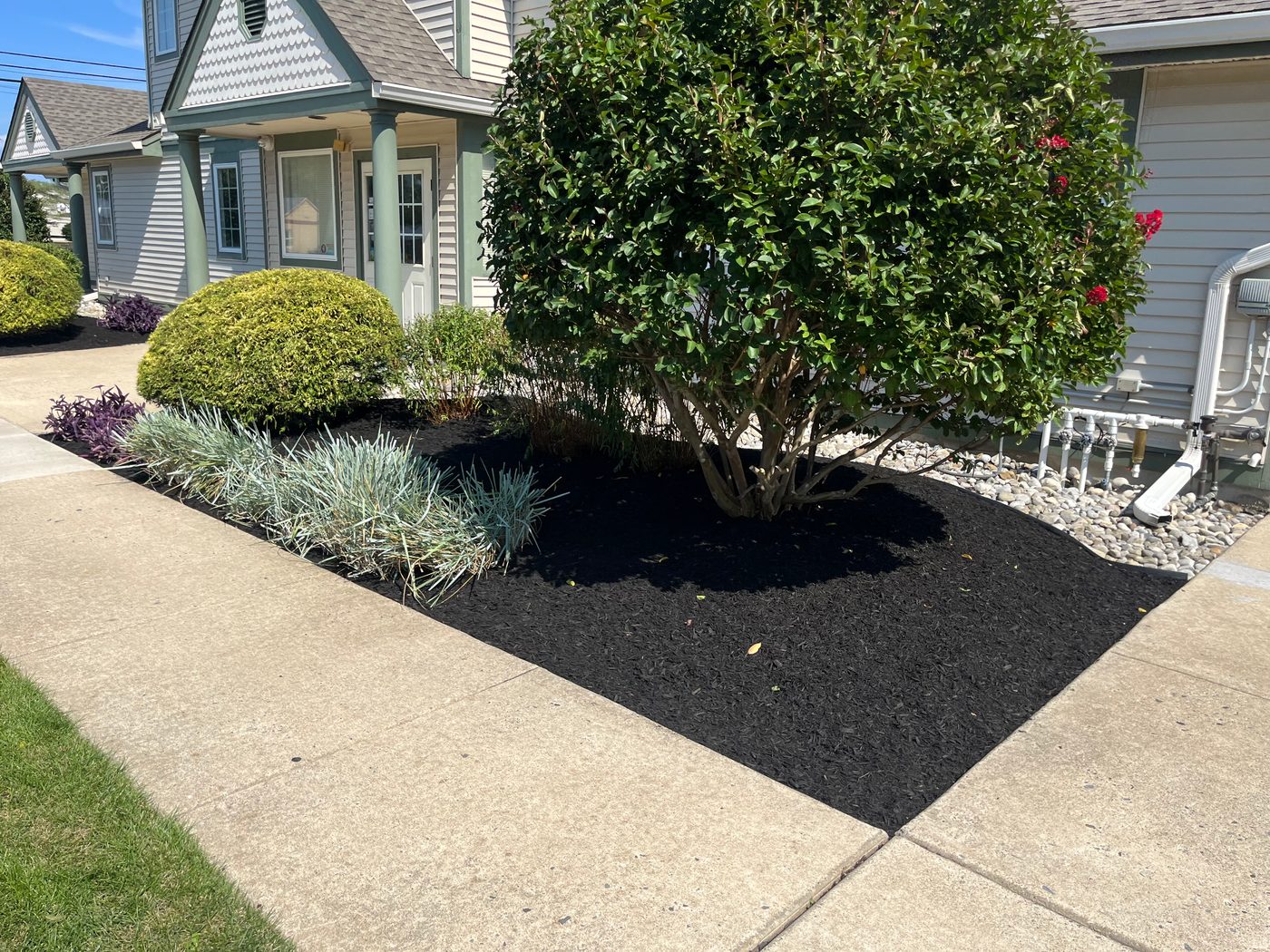 Trimmed foundation shrub bed with fresh black mulch beside a shore home walkway