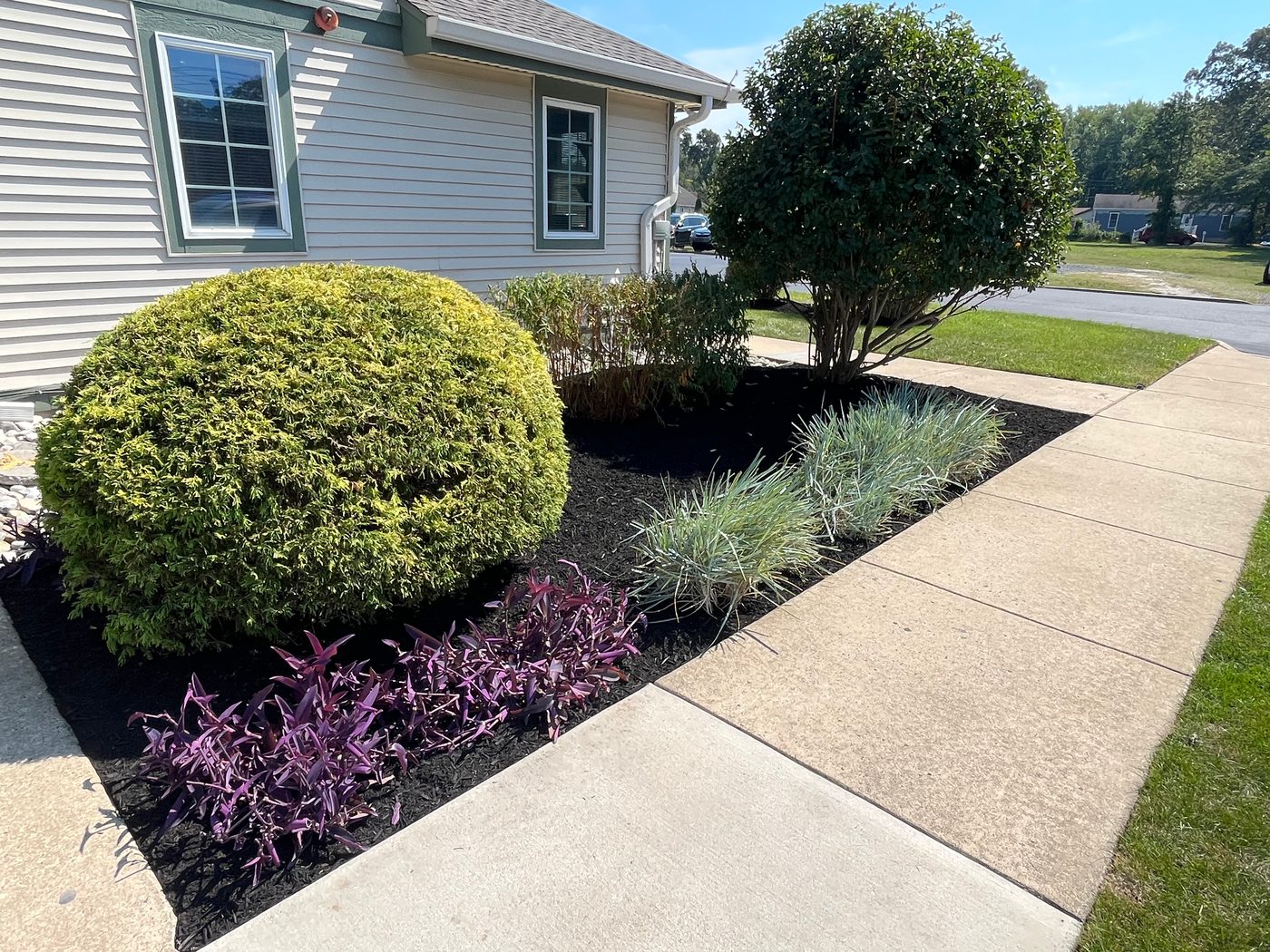 Foundation planting bed with a manicured boxwood, ornamental grasses, and purple perennials in black mulch